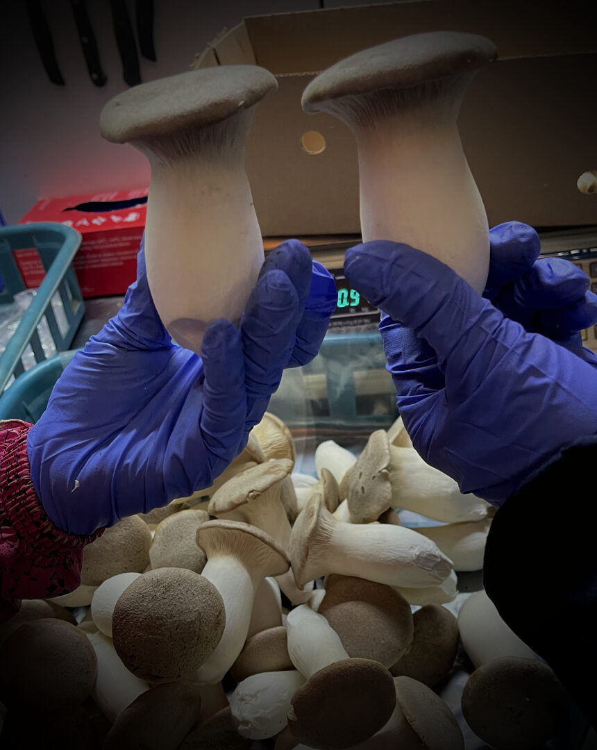 Fresh king oyster mushrooms graded by hand on the packing line