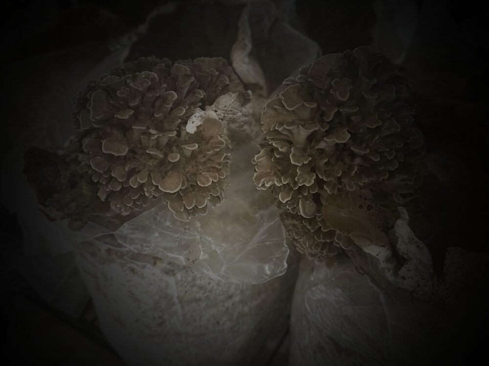 Mushroom fruiting room with substrate blocks on racks at the Windyview facility
