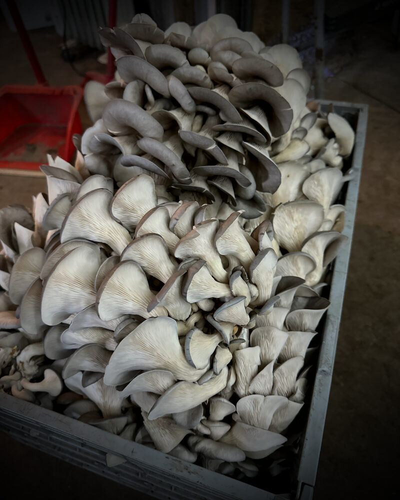 Grey Oyster mushrooms