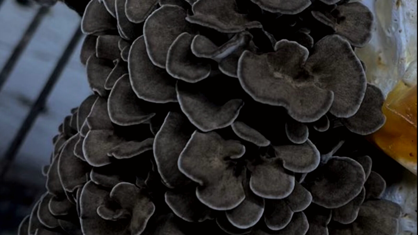 Fresh gourmet mushrooms grown at Windyview Mushroom Inc in Sunderland, Ontario