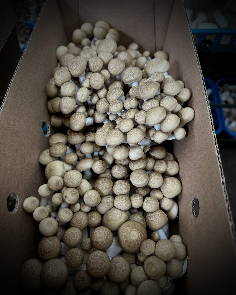 Honey Beech (Buna Shimeji) mushrooms