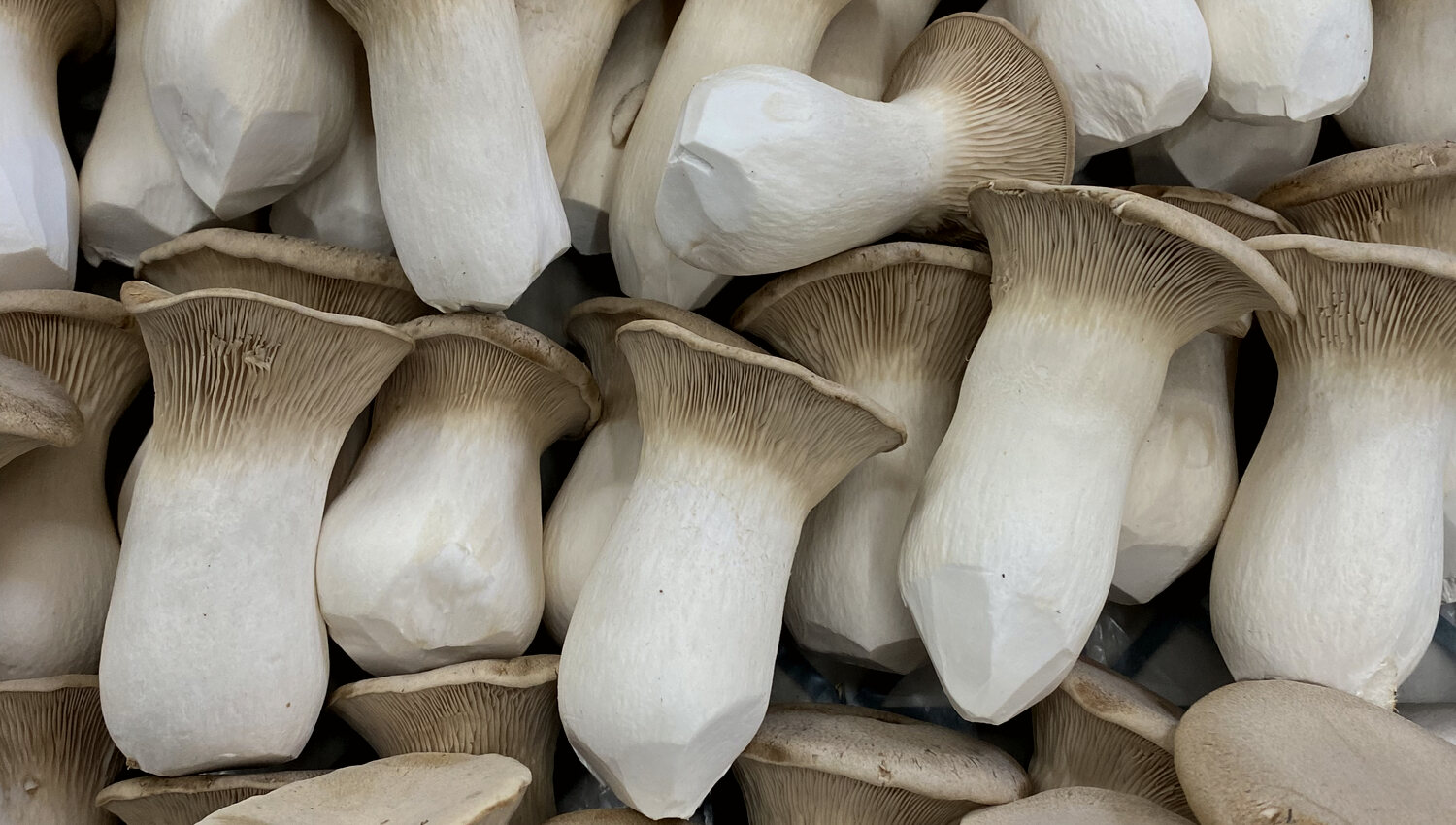 King Oyster mushrooms