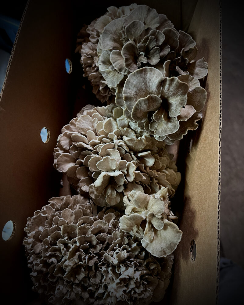 Maitake (Hen of the Woods) mushrooms
