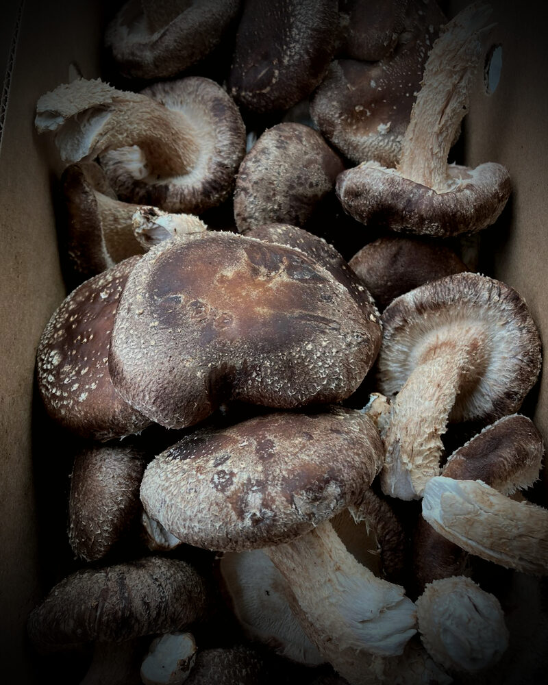 Shiitake mushrooms